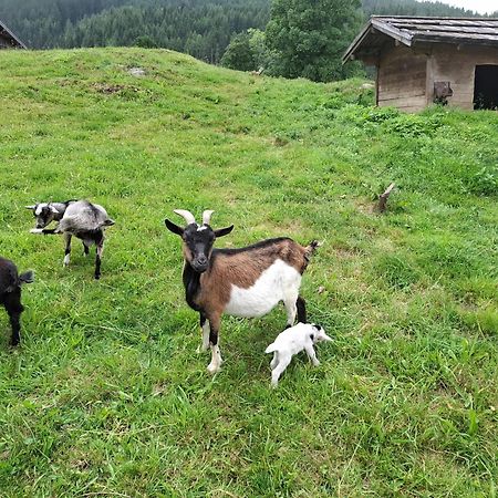 Pension Stammerhof 斯拉德明 外观 照片