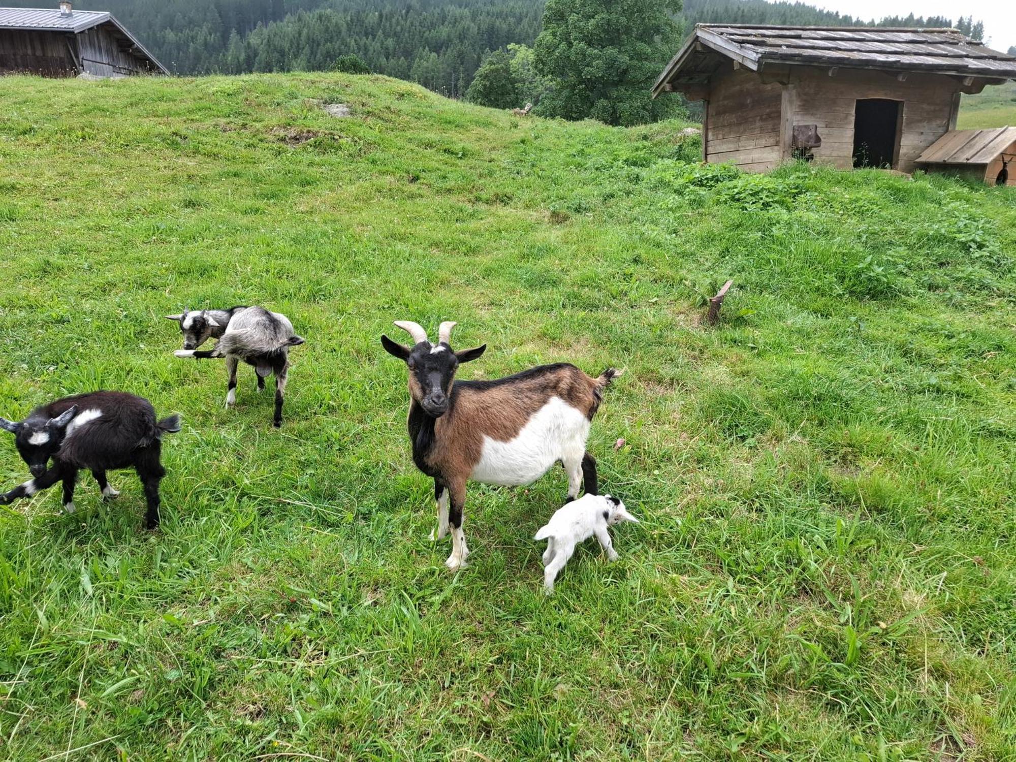 Pension Stammerhof 斯拉德明 外观 照片